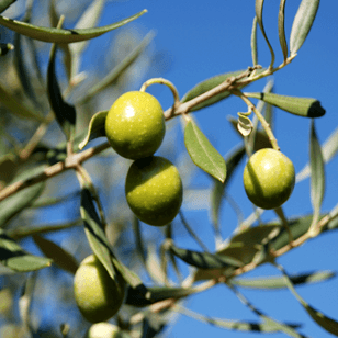 Azienda ESE 6
